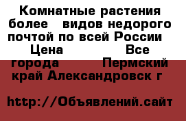Комнатные растения более200видов недорого почтой по всей России › Цена ­ 100-500 - Все города  »    . Пермский край,Александровск г.